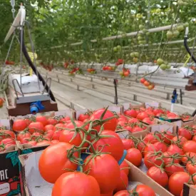 Томат на ветке, 55+, Казахстан (опт)